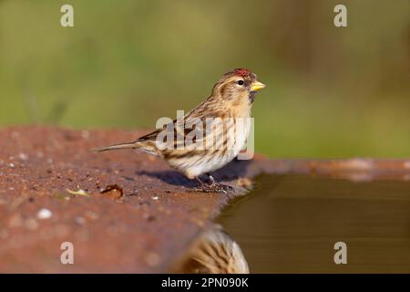 Lesser Redpoll (Carduelis Cabaret), Erwachsene Frau, erste Winterzucht, am Rand des Wassers, Warwickshire, England, Vereinigtes Königreich Stockfoto