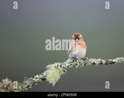 Little Redpoll (Carduelis Cabaret), männlich, hoch oben auf einem mit Flechten überzogenen Zweig, Schottland, Vereinigtes Königreich Stockfoto