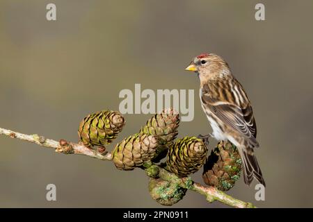 Kleinere Rotpolster (Carduelis Cabaret), Erwachsene Frau, auf Lärchkonus sitzend, Suffolk, England, Vereinigtes Königreich Stockfoto