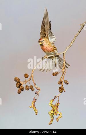 Adulte männliche Rote Rothalse (Carduelis Cabaret), die das Zuchtspuhn betreten und aus dem Zweig der Erle (Alnus glutinosa), Suffolk, England, heben Stockfoto