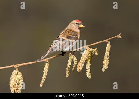 Kleinere Rotpoll (Carduelis Cabaret), männlicher Erwachsener, sitzt auf einem Zweig mit Katzenminen, Suffolk, England, Vereinigtes Königreich Stockfoto