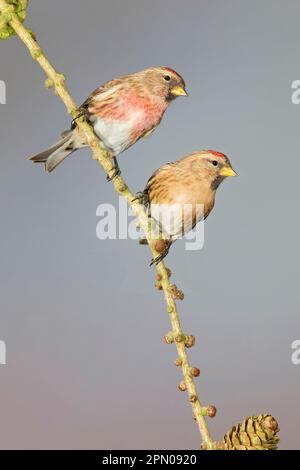 Little Redpoll (Carduelis Cabaret), erwachsenes Paar, das auf einem Lärchenzweig sitzt, Suffolk, England, Vereinigtes Königreich Stockfoto