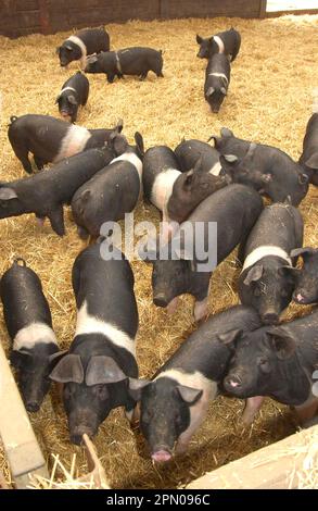 Hausschweine, Absetzferkel vom Satteltyp, in Strohhöfen aufgezogen, England, Vereinigtes Königreich