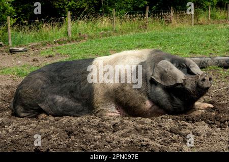 Hausschweine, britischer Sattelrücken, Freilandschwein, sich im Schlamm wälzen, Cumbrien, England, Vereinigtes Königreich Stockfoto