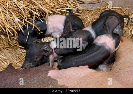 Hausschweine, britischer Sattelrücken, Ferkel neben der Sau, auf Stroh in der Scheune, Cumbria, England, Vereinigtes Königreich Stockfoto