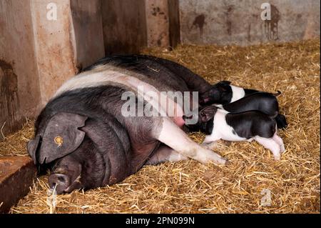 Hausschweine, britischer Sattelrücken, Sauen mit Saugferkeln, die in der Scheune auf Stroh liegen, Cumbria, England, Vereinigtes Königreich Stockfoto