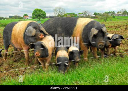 Hausschweine, Sattelsauen mit Ferkeln, die neben Draht am Feldrand stehen, England, Vereinigtes Königreich Stockfoto