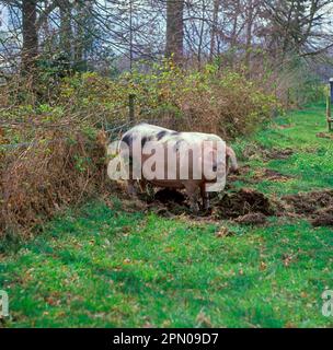 Hausschwein, Gloucester Old Spot, stehend, im Boden gejagt Stockfoto