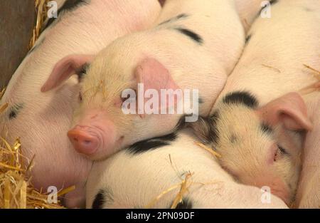 Hausschweine, Gloucester Old Spot Ferkel, schlafend, Nahaufnahme der Köpfe, Royal Bath and West Show, England, Großbritannien Stockfoto