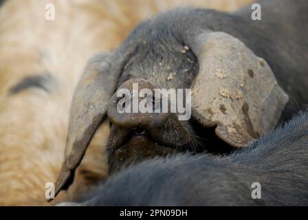 Hausschweine, große schwarze Sau, Nahaufnahme des Kopfes, Insel man Stockfoto