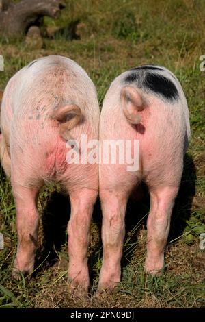 Hausschweine, Gloucester Old Spot Ferkel, Hähne und Ringschwänze, Freilandhaltung in kleinen landwirtschaftlichen Betrieben, Kent, England, Vereinigtes Königreich Stockfoto