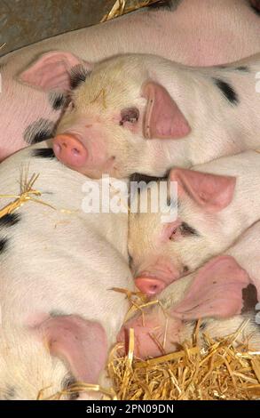 Hausschweine, Gloucester Old Spot Ferkel, schlafend, Nahaufnahme der Köpfe, Royal Bath and West Show, England, Großbritannien Stockfoto