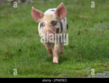 Hausschwein, Gloucester Old Spot Ferkel, Walking on Grass, England, Vereinigtes Königreich Stockfoto