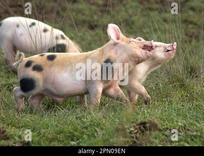 Hausschweine, Gloucester Old Spot Ferkel, spielen im Feld, England, Vereinigtes Königreich Stockfoto