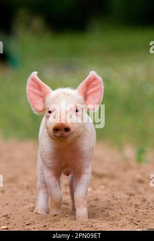 Hausschwein, großes Weißes x Landrace x Duroc, Freerange-Ferkel, stehend, auf Freiluft-Einheit, England, Vereinigtes Königreich Stockfoto