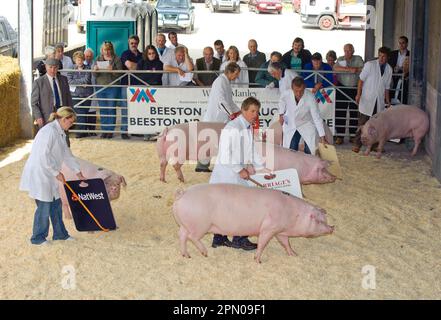 Hausschweine, Waliser, Tierhalter mit Schweinen während der Beurteilung in der Show, Beeston, Cheshire, England, Vereinigtes Königreich Stockfoto