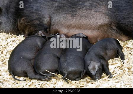 Hausschweine, große schwarze Ferkel, gesäugt von Sauen, in Buchten mit Holzspänen, Edinburgh, Schottland, Großbritannien Stockfoto