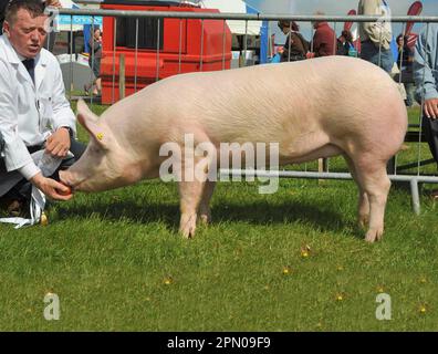 Hausschweine, Weiße, Wildschweine, wird mit Äpfeln gefüttert, Reserve Champion of Reds, Cornwall Show, England, Großbritannien Stockfoto