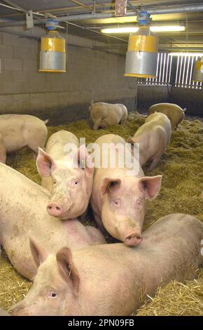 Hausschweine, große weiße Sauen, auf einem Strohhof mit Futterrohren, England, Großbritannien Stockfoto