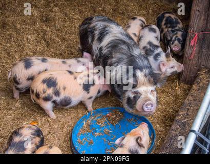 Hausschweine, Kune Kune, Sau und Ferkel, auf Stroh stehend, Rotherham, South Yorkshire, England, Vereinigtes Königreich Stockfoto