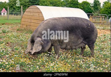 Hausschwein, große schwarze Sau, steht auf der Koppel neben dem Bogen, mit duftenlosem Mayweed (Matricaria maritima) blühen, Suffolk, England, United Stockfoto