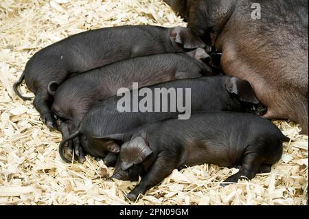 Hausschweine, große schwarze Ferkel, gesäugt von Sauen, in Buchten mit Holzspänen, Edinburgh, Schottland, Großbritannien Stockfoto