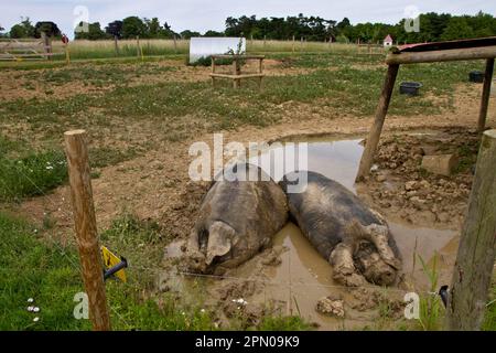 Zwei große schwarze Schweine in Schlammschuhen, beide sind Sauen Stockfoto