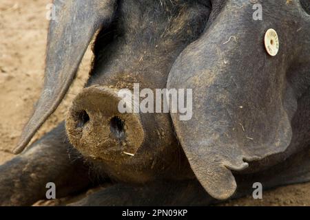Ohrmarke auf große schwarze Schwein Stockfoto