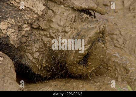 Big Black Pig in Mud Shoal Stockfoto