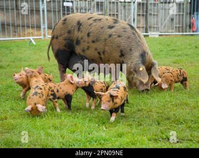 Hausschweine, Oxford Sandy und Black, Sau mit Ferkeln, Devon Show, England, Großbritannien Stockfoto