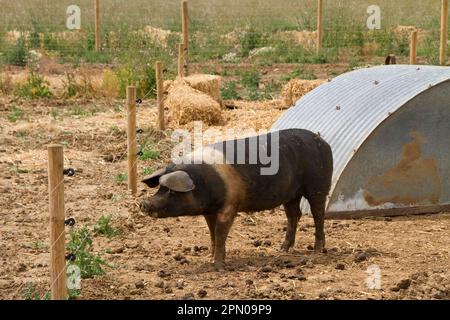Sattelschwein im Stall auch mit Elektrozaun Stockfoto