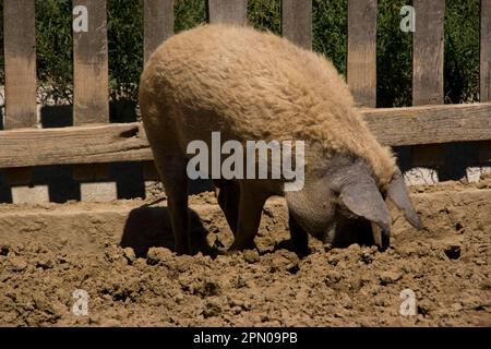 Blondes Mangalica Woolly Pig Stockfoto