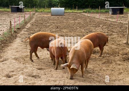 Tamworth Schweine ernähren sich von pignuts Stockfoto