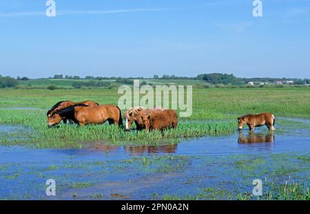 Sokolskie-Pferd, Erwachsene und junge, Fütterung im Sumpf, Flussmarschen Biebrza, Biebrza N. P. Polen Stockfoto