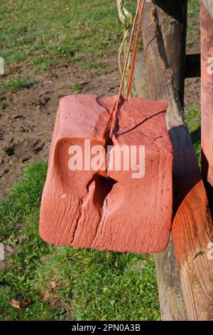 Vom Zaun hängender Pferdemineralblock in Paddock, Suffolk, England, Großbritannien Stockfoto