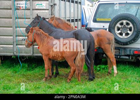 Pferdemesse, im Regen gefesselte Ponys, Puck Fair, Killorglin, County Kerry, Irland Stockfoto