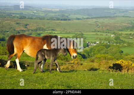 Dartmoor Pony, Stute und Fohlen, Walking on Moorland, Tavy Valley im Hintergrund, Dartmoor N. P. Devon, England, Vereinigtes Königreich Stockfoto