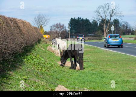 Irish Cob (Zigeuner) Pony, erwachsen, weiden, am Straßenrand gefesselt, nahe York, North Yorkshire, England, Vereinigtes Königreich Stockfoto