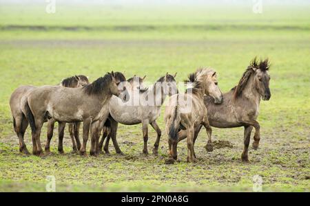 Konik-Hengste (Equus caballus), Kämpfe, Dominanzverhalten während der Brutzeit, im Feuchtgebiet Stockfoto