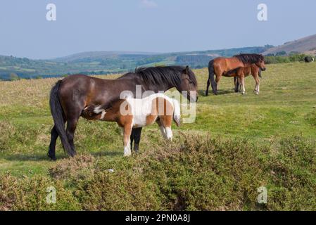 Pferd, Dartmoor Pony, Stuten und Fohlen, Saugen, auf dem Moor stehen, Dartmoor, Devon, England, Vereinigtes Königreich Stockfoto