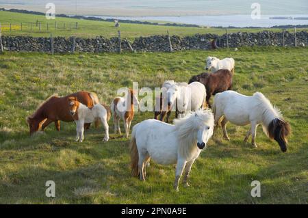 Shetland Pony, Stuten und Fohlen, Weidebestand, Unst, Shetland Islands, Schottland, Vereinigtes Königreich Stockfoto