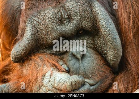 Eine Nahaufnahme eines Orang-Utah Stockfoto