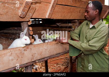 Kaninchenzucht, Mann füttert Albinokaninchen in Hütten, für Fleisch gehalten, Ruanda Stockfoto