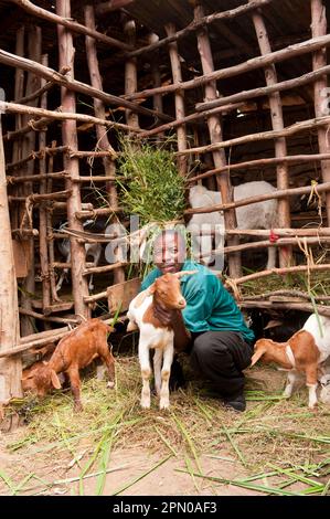 Ziegenhaltung, Bauer mit jungen Ziegen neben dem Stall, Ruanda Stockfoto