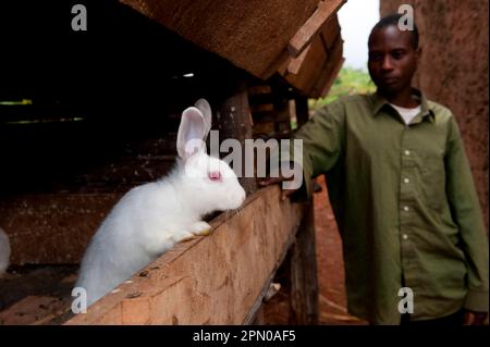 Kaninchenzucht, Mann mit Albinokaninchen in Hütte, für Fleisch gehalten, Ruanda Stockfoto