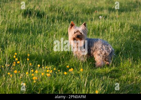 Haushund, Yorkshire Terrier, Erwachsener, auf Wiese stehend, West Sussex, England, Vereinigtes Königreich Stockfoto