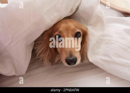 Haushund, langhaariger Miniatur-Dackel, Erwachsener, unter dem Bettlaken ausspioniert, England, Großbritannien Stockfoto