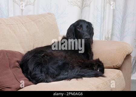 Haushund, Flat-Coated Retriever, Erwachsener, auf dem Sofa liegend, England, Vereinigtes Königreich Stockfoto