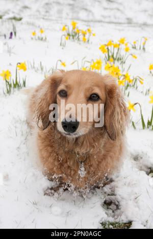 Haushund, langhaariger Miniaturdachshund, Erwachsener, sitzt auf Schnee neben blühenden Narzissen, West Sussex, England, Großbritannien Stockfoto