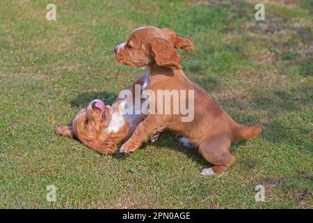 Haushund, englischer Cocker Spaniel, zwei Welpen, Spielkämpfe auf dem Rasen, Norfolk, England, Vereinigtes Königreich Stockfoto